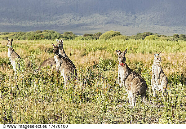 Eastern grey kangaroos (Macropus giganteus) at Wilsons Promontory National Park