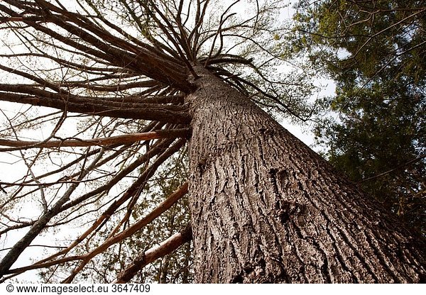Eastern White Pine tree Pinus strobus with an 121 inch circumference on the river bank of the East Branch of the Pemigewasset River in the Pemigewasset Wilderness of the White Mountains New Hampshire USA