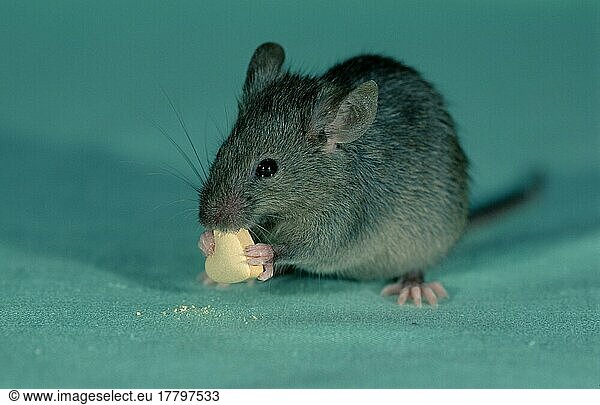 Eat house mouse (Mus musculus)  Germany  Europe