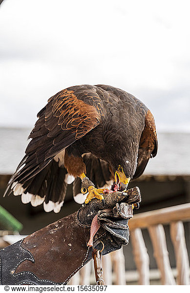Eating buzzard standing on a hand