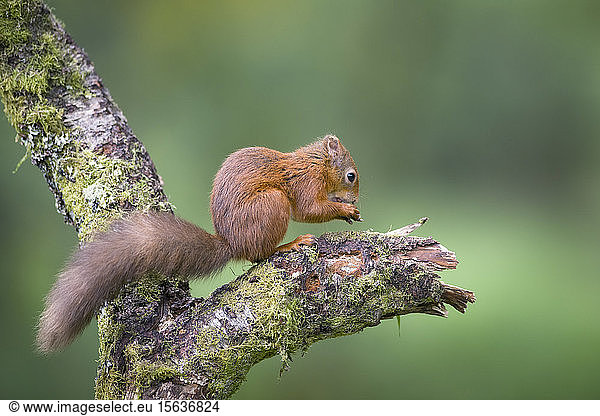 Eating Eurasian red squirrel on tree trunk