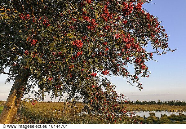 Eberesche (Sorbus aucuparia)  Niedersachsen  Deutschland  Europa