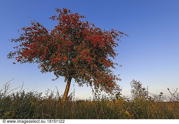Eberesche (Sorbus aucuparia)  Niedersachsen  Deutschland  Europa