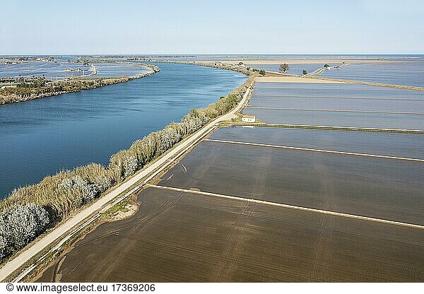 Ebro river and flooded rice fields in May  aerial view  drone shot  Ebro Delta Nature Reserve  Tarragona province  Catalonia  Spain  Europe