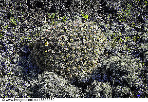 Echinocereus maritimus is found along the west coast of Baja California and on some of the adjacent islands.