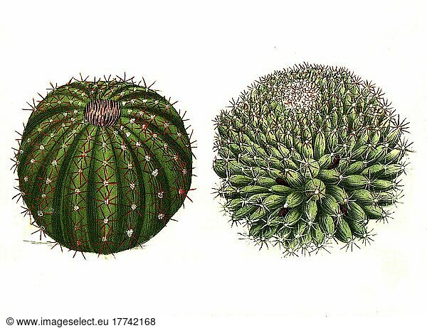 Echinomelocactus (cactaceae) major  Echinomelocactus minor  Melocactus is a genus of plant in the family  Digitally retouched illustration from Phytanthoza iconographica by Johann Wilhelm Weinmann  painter Bartholomäus Seutter and engravers Johann Jakob Haid and Johann Elias Ridinger  1740  Digitally retouched illustration from Phytanthoza iconographica by Johann Wil