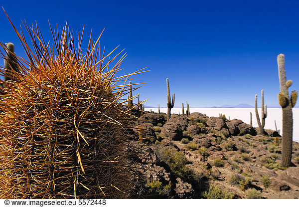 Echinopsis atacamensis Kakteen vor Salzsee Isla del Pescado Incahuasi Uyuni Bolivien Südamerika