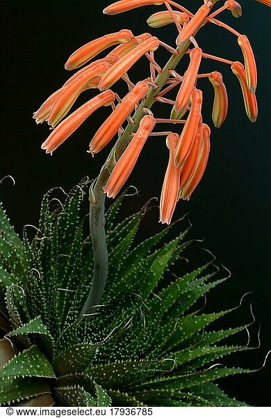 Echte Aloe  Aloe vera. Heilpflanze
