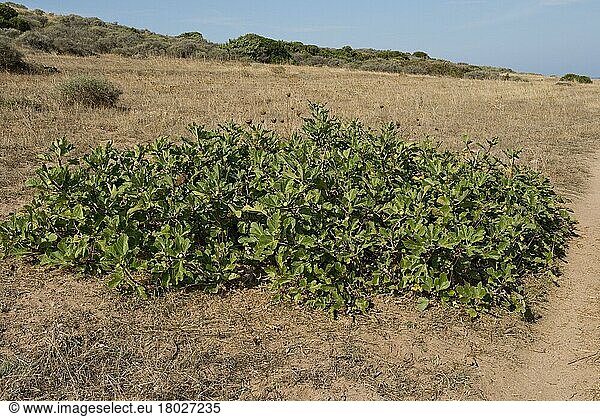 Echte Feige (Ficus carica)  Echter Feigenbaum  Maulbeergewächse  Wild fig tree  prostrate shrub  tree on the coast of Sardinia