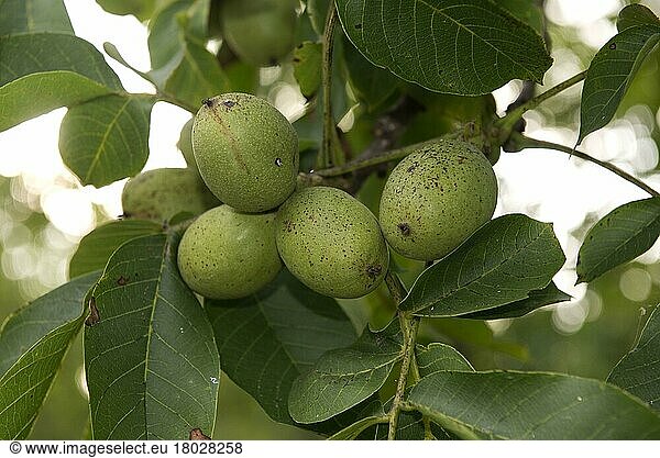 Echte Walnuss  Walnuss  Walnussbaum  Walnüsse  Walnüsse  Walnussgewächse  Walnuts in fruit on trees  Sainte-Foy-la-Grande  Gironde  Frankreich  Europa