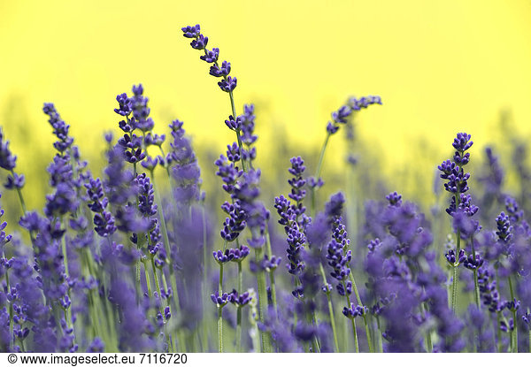 Echter Lavendel (Lavandula angustifolia  Syn. Lavandula officinalis  Lavandula vera)