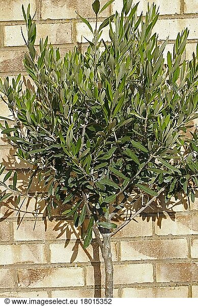 Echter Ölbaum  Olivenbaum  Olive  Oliven  Ölbaumgewächse  Olive (Olea europea) young tree  growing against brick wall in garden  Suffolk  England  August