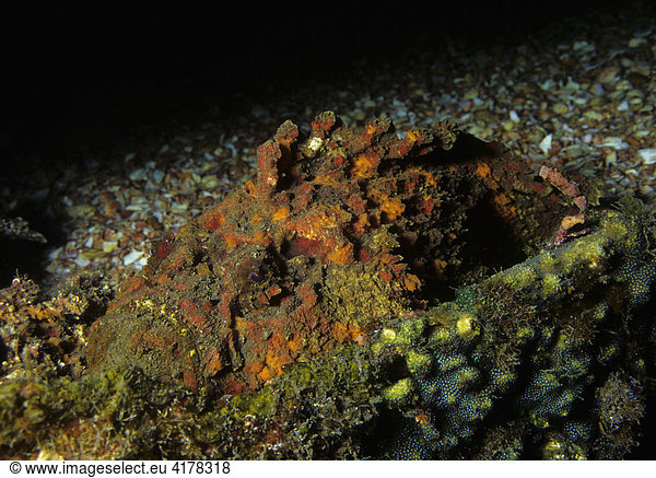Echter Steinfisch (Synanceia verrucosa) lauert im Korallenriff auf Beute  Musandam  Sultanat Oman  Arabische Halbinsel  Naher Osten  Indischer Ozean