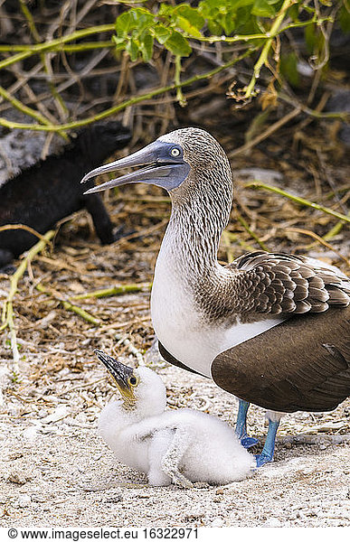 Ecuador,  Galapagos Islands,  San Cristobal,  Blue-footed Booby with chick
