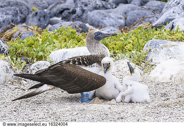 Ecuador,  Galapagos Islands,  San Cristobal,  Blue-footed Booby with chicks