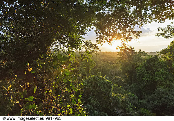 Ecuador  Amazonasgebiet  Baumkronen im Regenwald