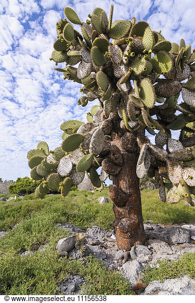 Ecuador  Galapagos  Galapagos Landleguan  Conolophus subcristatus  liegt unter einer Galapagos-Kaktusfeige  Opuntia echios