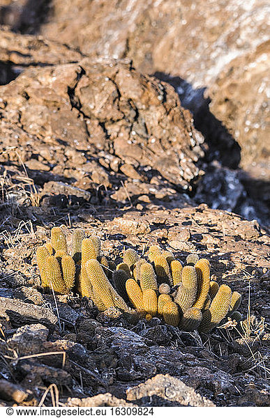 Ecuador  Galapagos  Genovesa  Close up of lava cactus