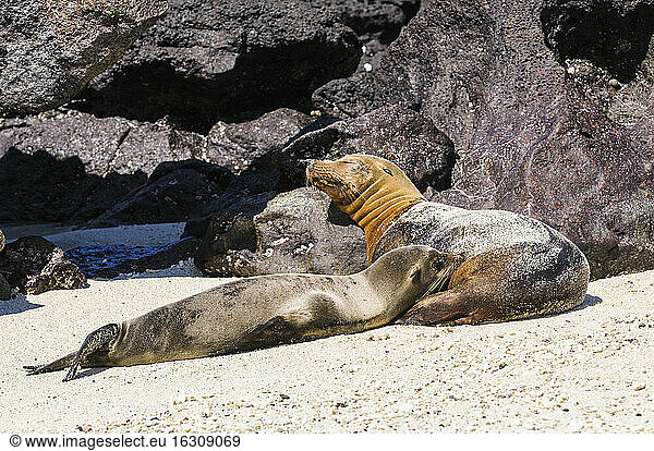 Ecuador  Galapagos  Genovesa  Galapagos sea lions  Zalophus wollebaekii  at beach