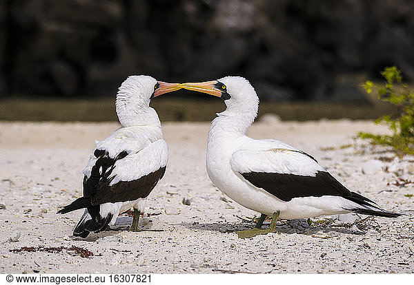 Ecuador  Galapagos  Genovesa  Nazca boobies  sula granti