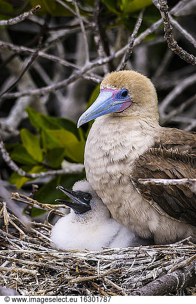 Ecuador  Galapagos  Genovesa  Rotfußtölpel  Sula sula  im Nest