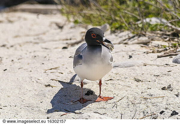 Ecuador  Galapagos  Genovesa  Swallow-tailed gull  Creagrus furcatus