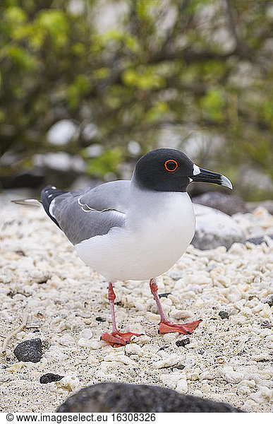 Ecuador  Galapagos  Genovesa  Swallow-tailed gull  Creagrus furcatus
