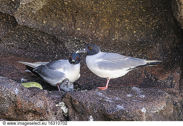 Ecuador  Galapagos  Genovesa  Swallow-tailed gulls  Creagrus furcatus