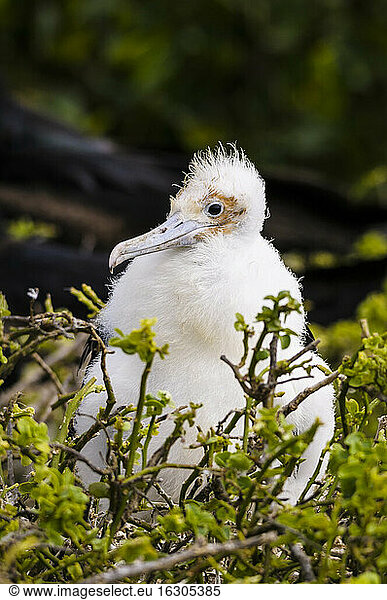 Ecuador  Galapagos  Genovesa Young magnificent frigatebird  Fregata magnificens