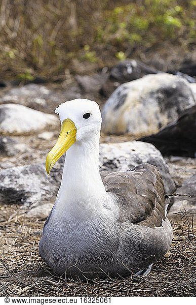 Ecuador  Galapagos-Inseln  Espanola  Galapagos-Albatros