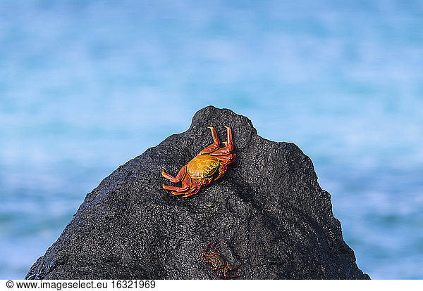 Ecuador  Galapagos Inseln  Espanola  Rote Felsenkrabbe auf einem Felsen