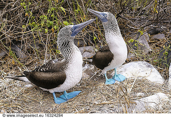 Ecuador  Galapagos-Inseln  Espanola  zwei Blaufußtölpel