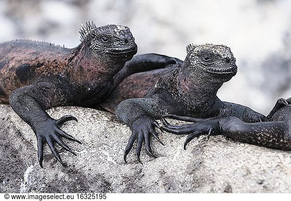 Ecuador  Galapagos Islands  Espanola  Marine Iguanas on a rock