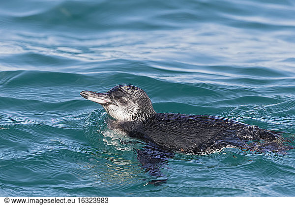 Ecuador  Galapagos Islands  Isabela  swimming Galapagos penguin