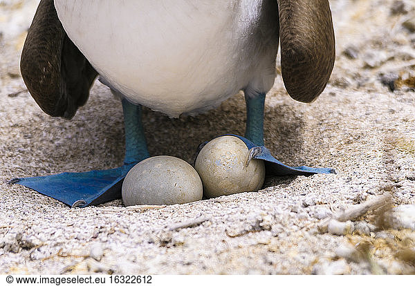 Ecuador  Galapagos Islands  San Cristobal  Blue-footed Booby breeding