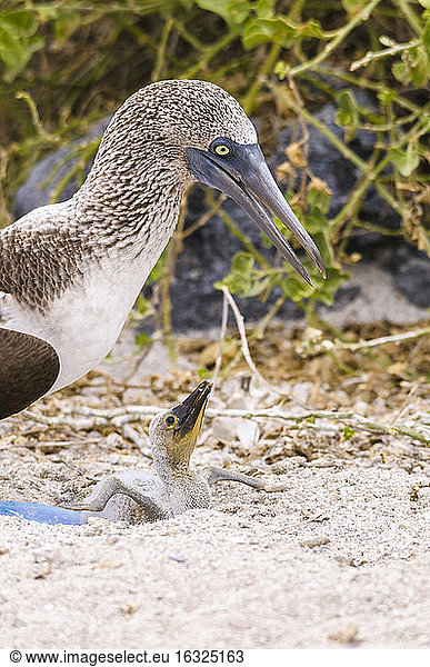 Ecuador  Galapagos Islands  San Cristobal  Blue-footed Booby with chick
