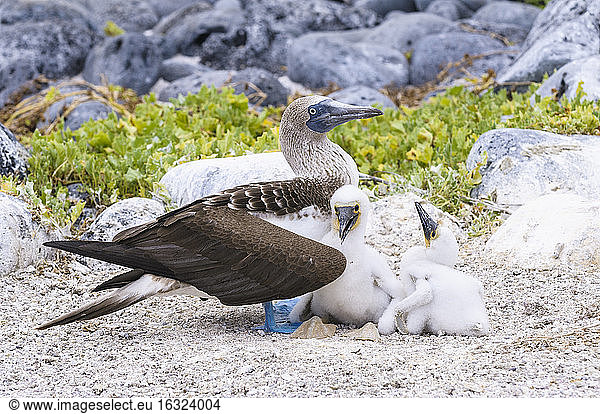 Ecuador  Galapagos Islands  San Cristobal  Blue-footed Booby with chicks