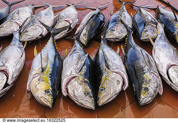 Ecuador  Galapagos Islands  Santa Cruz  freshly caught Yellowfin Tuna