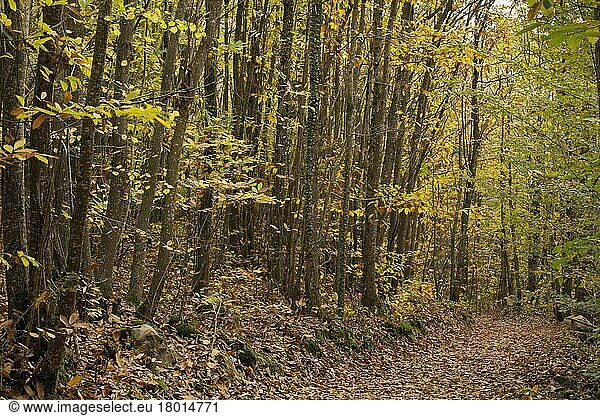Edelkastanie (Castanea sativa)  Esskastanie  Kastanie  Buchengewächse  Sweet Chestnut coppiced forest habitat with pathway  Foret de Compagne  Dordogne  France  November