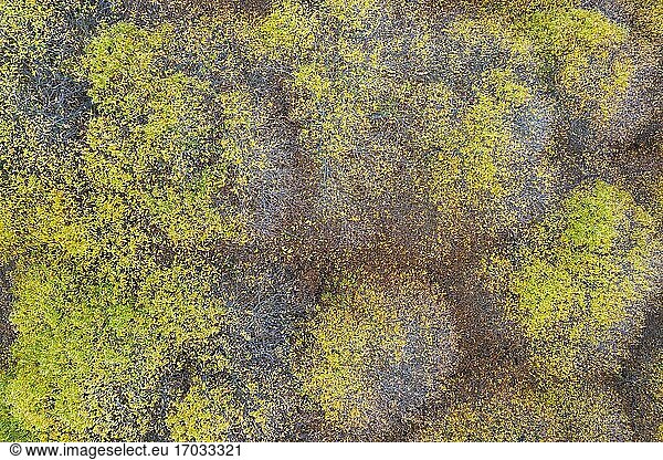 Edelkastanienbäume (Castanea sativa) in herbstlichen Farben im November. Blick aus der Luft. Drohnenaufnahme. Flusstal des Genal  Provinz M?laga  Andalusien  Spanien.