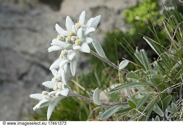 Edelweiß (Leontopodium alpinum)  Seiser Alm  Dolomiten  Italien  Europa