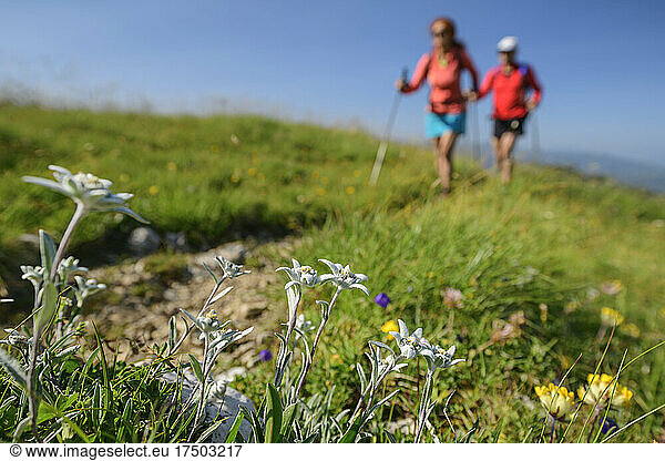 Edelweiss flowers (Leontopodium nivale) growing outdoors with two hikers walking in background