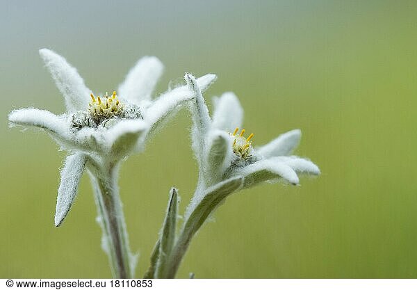 Edelweiss (Leontopodium alpinum)  Kärnten  Österreich  Europa