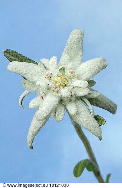 Edelweiss (Leontopodium alpinum) (Leontopodium nivale subsp. alpinum)