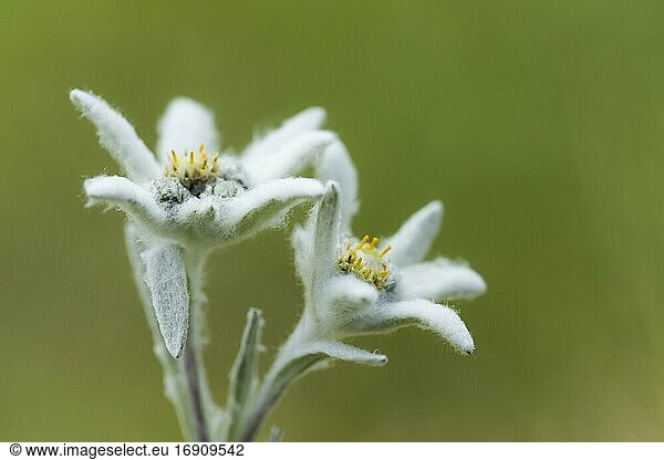Edelweiss (Leontopodium nivale)  plant  flower  mountain  Alps  Hohe Tauern National Park  Austria  Europe