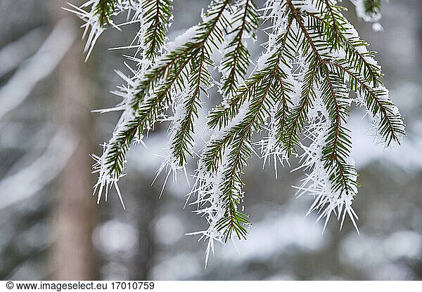 Edges of fir tree covered by snow in forest