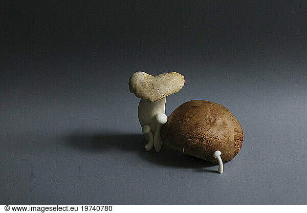 Edible mushrooms against gray background