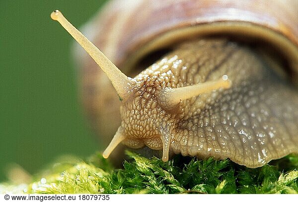 Edible Snail (Helix pomatia)  Germany  Europe