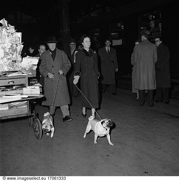 Edward VIII  King of the United Kingdom and the British Dominions (Jan.–Dec. 1936)  then Duke of Windsor; White Lodge 23.6.1894 – Paris 28.5.1972. The Duke of Windsor with wife Wallis Warfield-Simpson and pugs on departure at a train station in Paris (France). Photo  16.12.1954.
