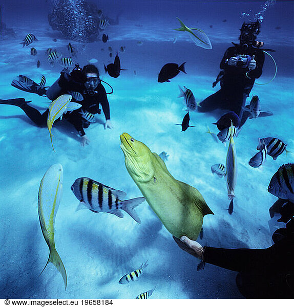 EEL DIVERS